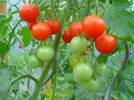 11082010tomaten.jpg