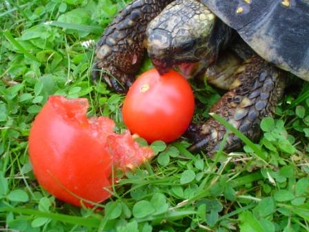 4-tomaten-frisst-sie.jpg