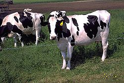 250px-holstein_cows_large.jpg