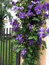 clematis_kletterpflanze.jpg