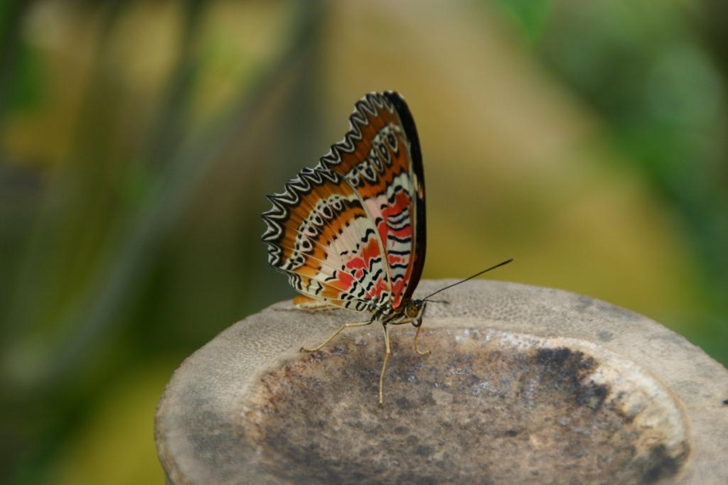 schmetterling.jpg