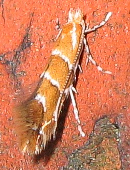 cameraria_ohridella_8413.jpg