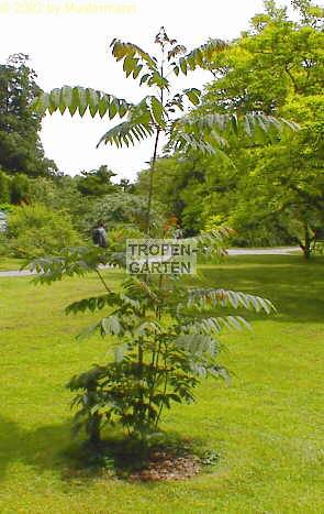 toona_sinensis_gemuesebaum.jpg