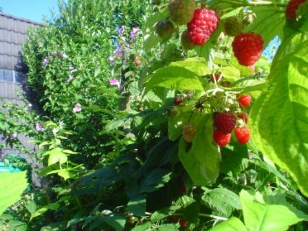 ganz-viele-himbeeren.jpg