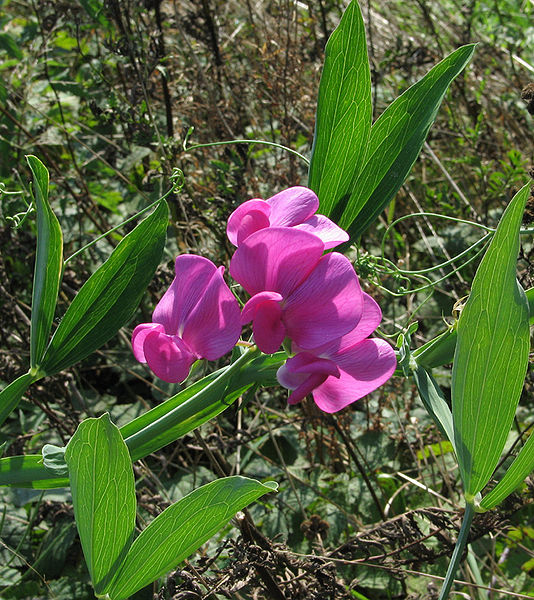 534px-lathyrus_latifolius.jpg