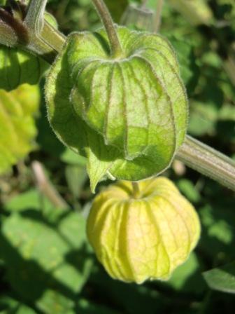 physalis18092010.jpg