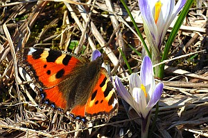 hh_urticae_aglais_2007-03-06_badmitterndorf.jpg