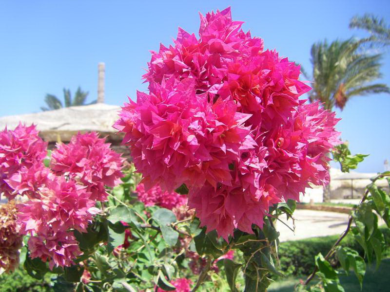 blume_am_strand.jpg