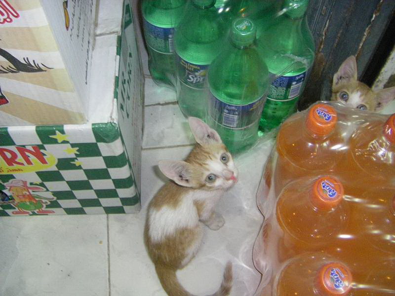 katzen_arbeiten_auch_im_laden.jpg