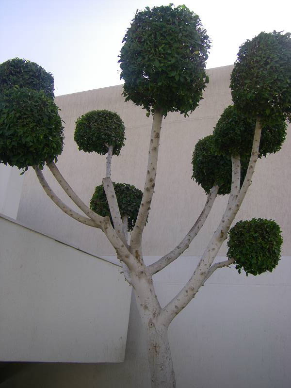 baum_in_cairo.jpg