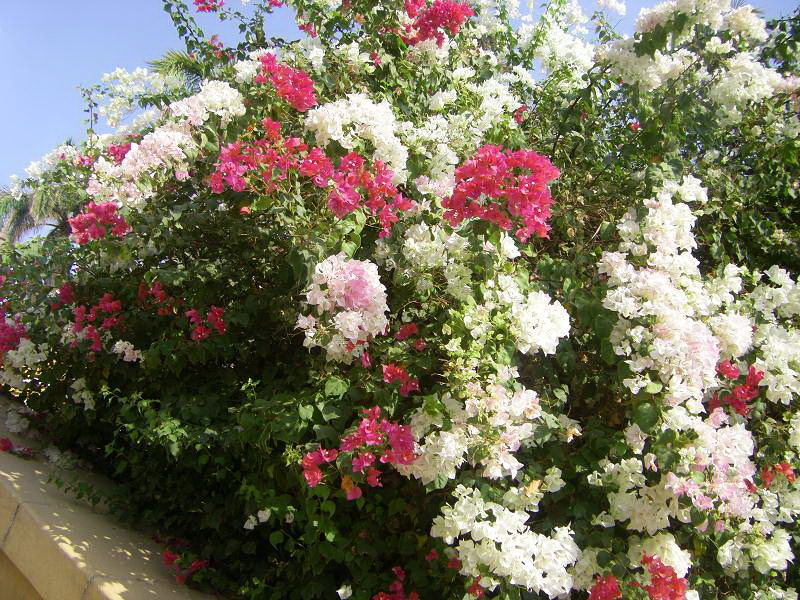 blumenhecke_in__gypten.jpg