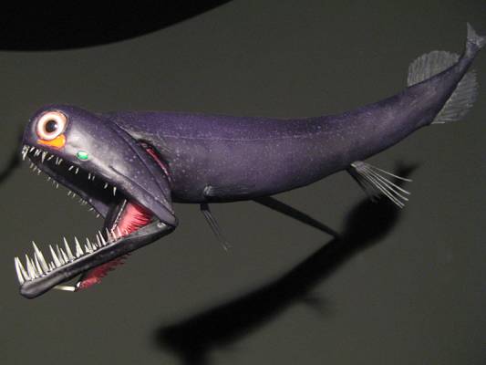 tiefsee__schwarzer_drachenfisch.jpg