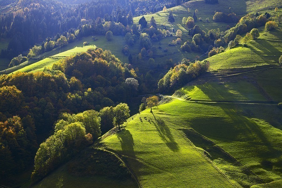 schwarzwald.jpg