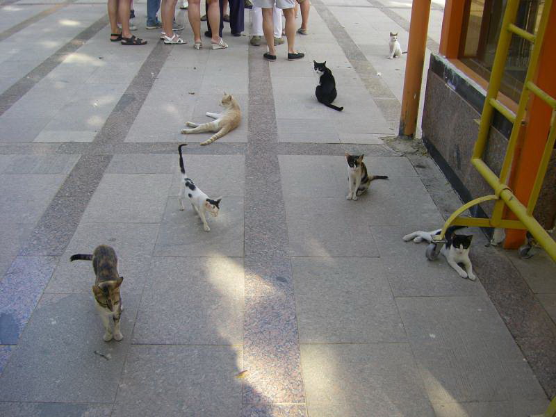 katzen_im_botanischen_garten_bei_aswan.jpg