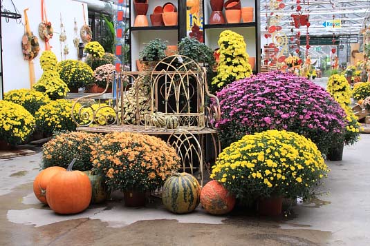 chrysanthemen.jpg