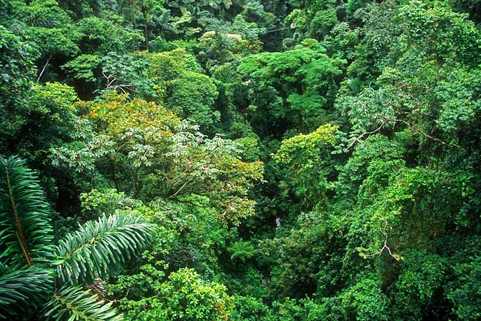 aworai-urwald.jpg