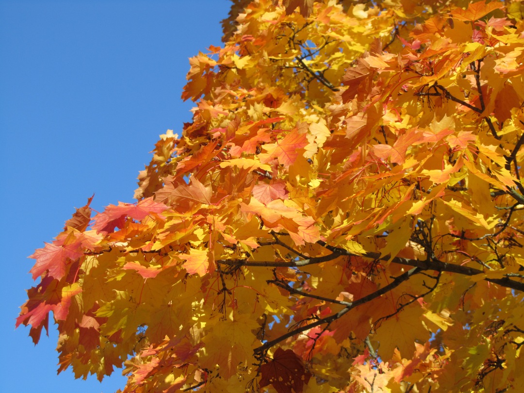 img_0984_iso80.jpg