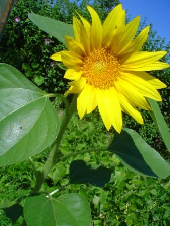 in-meinem-garten-sommer-2010.jpg