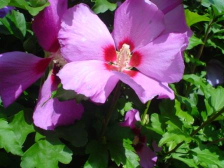 hibiskus-bluete-sommer-2010.jpg