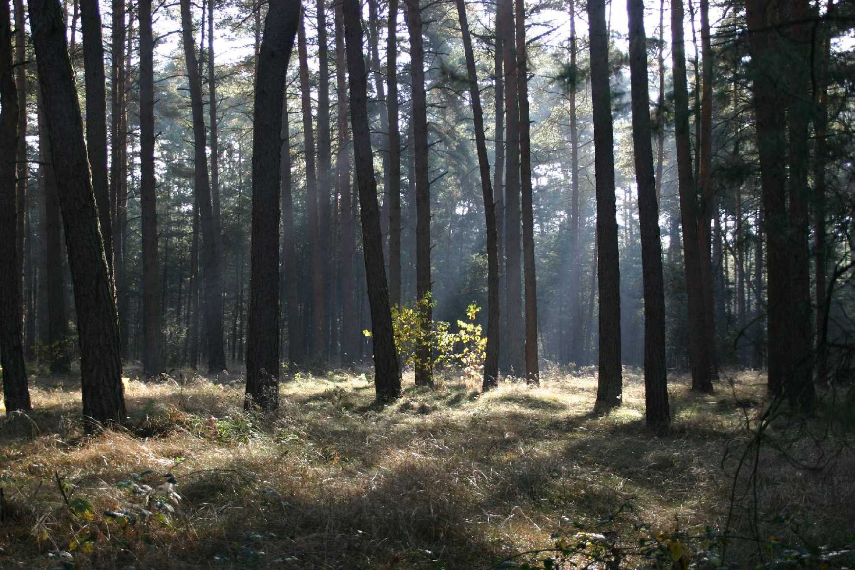 novemberwald.jpg