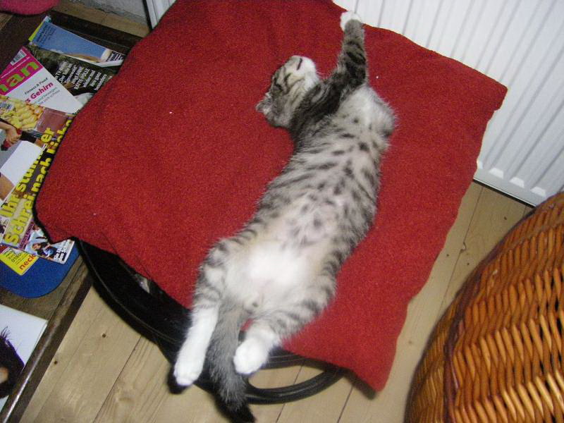 psst_kater_schlaeft.jpg