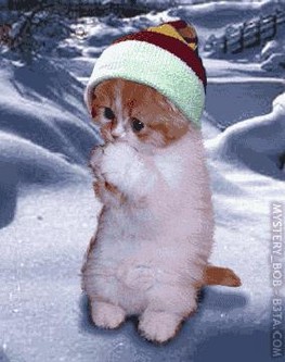 katze-mit-haube1.jpg