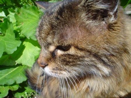 mein-tiger-schatz.jpg