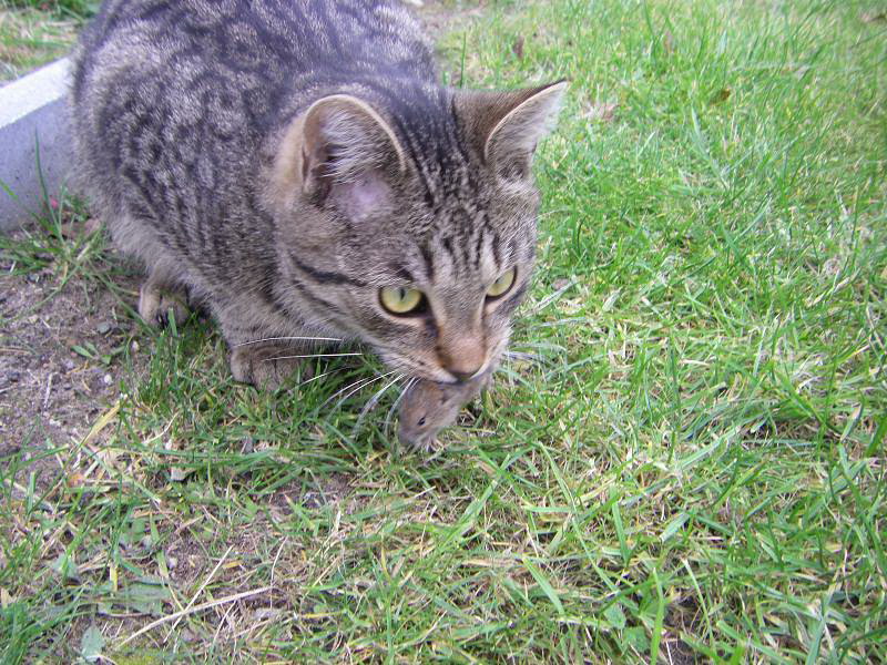 attila_mit_maus.jpg