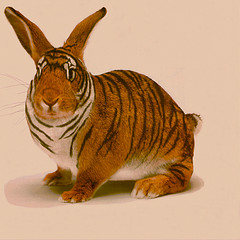 bengalische_hase_lebt_in_indien.jpg