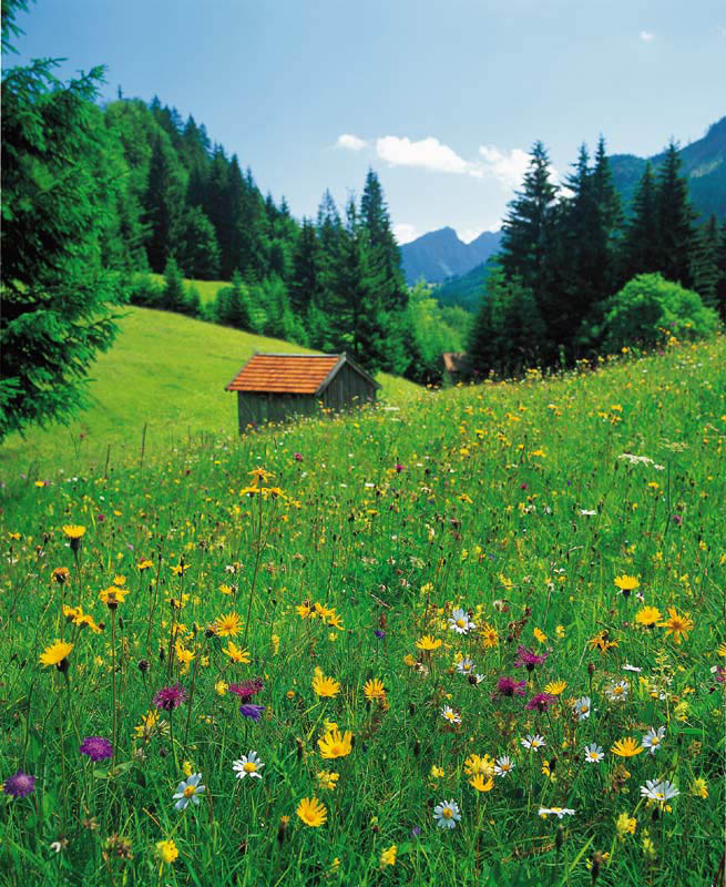 blumenwiese_im_algaeu.jpg