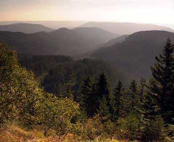 schwarzwald.jpg