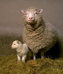 schaf_dolly_mit_baby.jpg