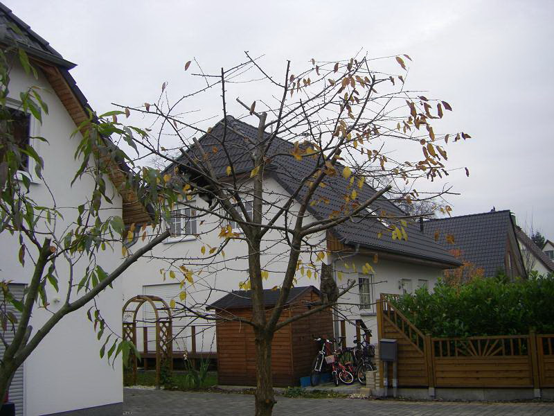 attila_und_meggi_auf_dem_kirschbaum.jpg
