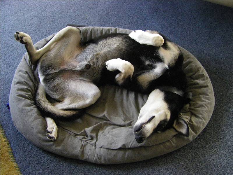 herr_hund_von_meiner_freundin.jpg