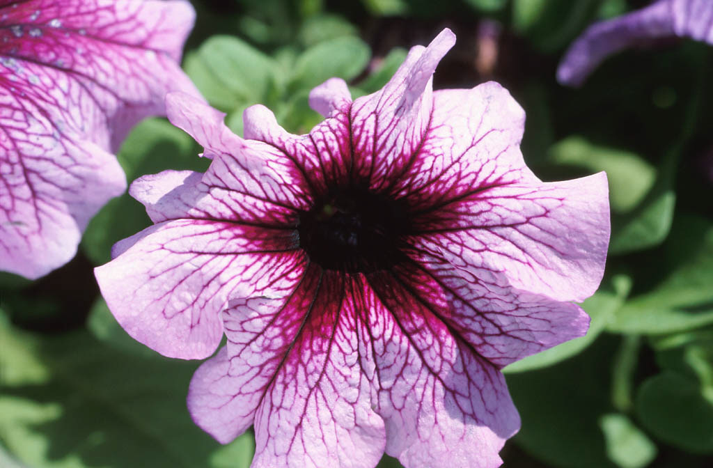 blume_10.jpg