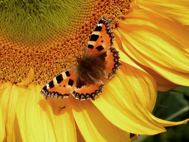schmetterling_sonnenblume.jpeg