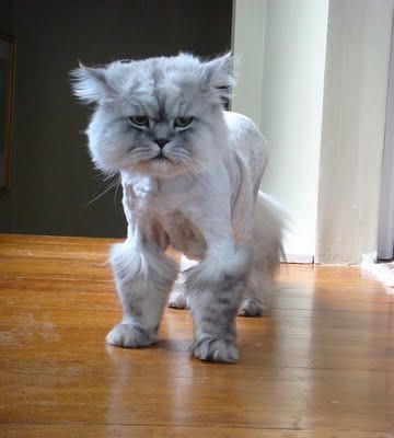 rasierte-katze1.jpg