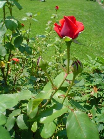 in_meinem_garten.jpg