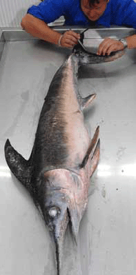 schwertfisch_fuer_zockerlilly.gif
