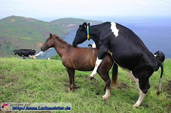 lustiges_bild_kuh_und_pferd.jpg