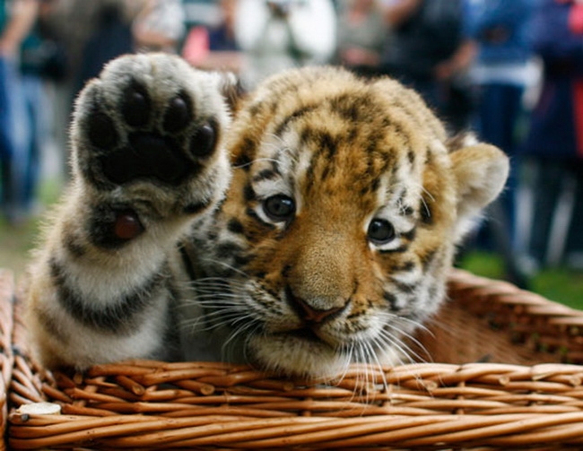 thumbs_suesse_baby_tiere_4_11.jpg