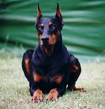 dobermann1.jpg