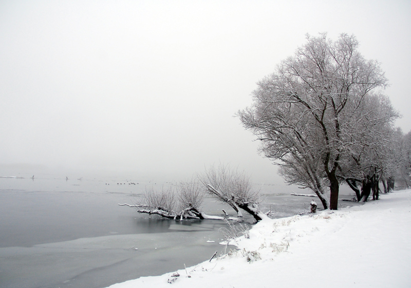 schnee-im-nebel30.jpg