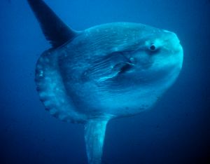 300px-mola_mola.jpg