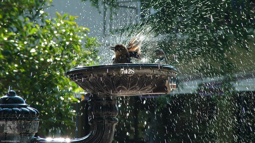 bird-bath-1-.jpg