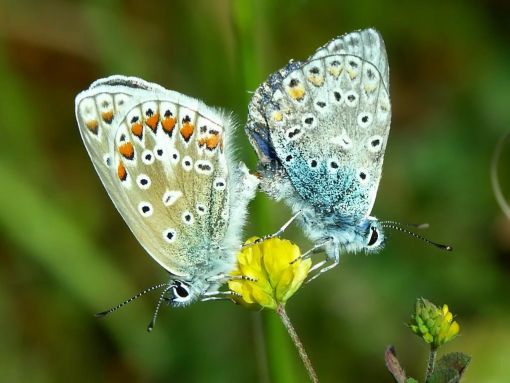 freundliche_schmetterling.jpg