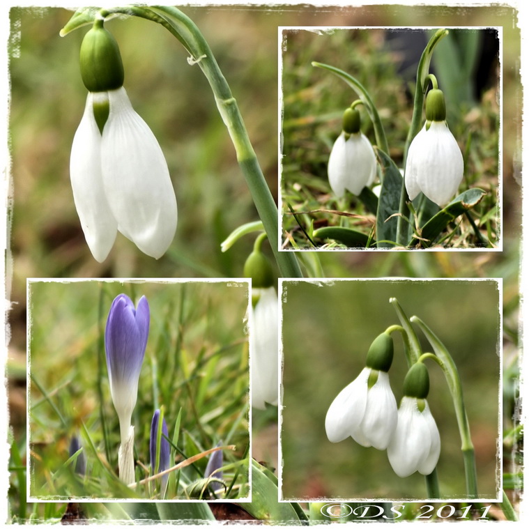 fruehlingsboten-collage8a.jpg