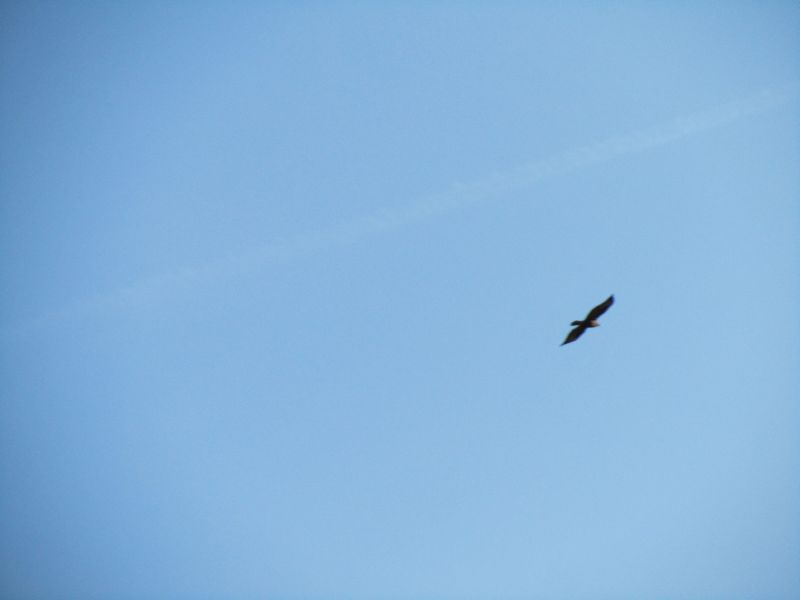 maeusebussard-beim-spaziergang-fotografiert.jpg