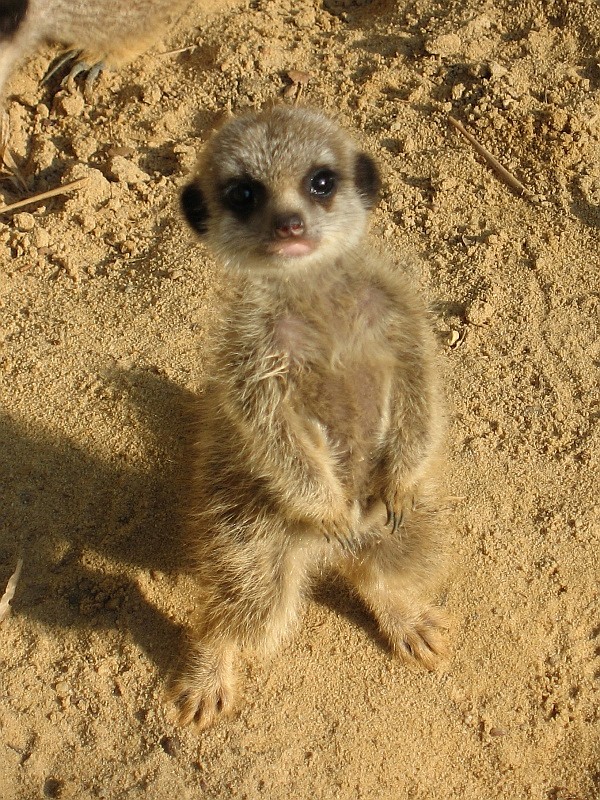 erdmaennchen_zoo_muenster2.jpg