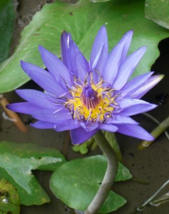 lotus-bali.jpg